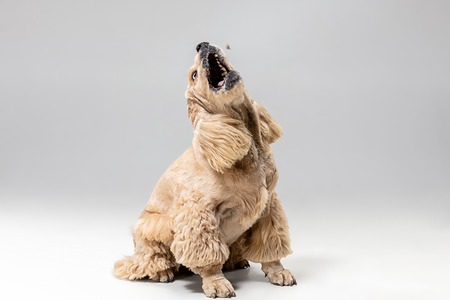 Catch that. American spaniel puppy in motion. Cute groomed fluffy doggy or pet is playing isolated on gray background. Studio photoshot. Negative space to insert your text or image.の写真素材