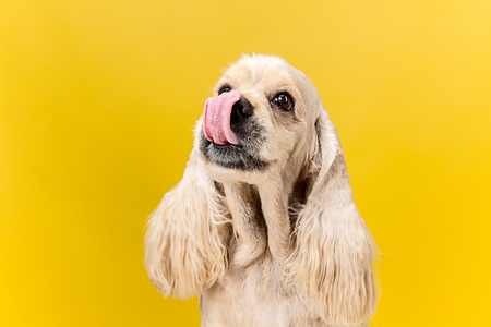 Eyes full of joy. American spaniel puppy. Cute groomed fluffy doggy or pet is sitting isolated on yellow background. Studio photoshot. Negative space to insert your text or image.の写真素材