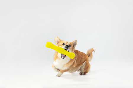 Yes, I win it. Welsh corgi pembroke puppy in motion. Cute fluffy doggy or pet is playing isolated on white background. Studio photoshot. Negative space to insert your text or image.の写真素材