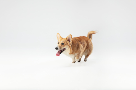 Full of energy. Welsh corgi pembroke puppy in motion. Cute fluffy doggy or pet is playing isolated on white background. Studio photoshot. Negative space to insert your text or image.の写真素材