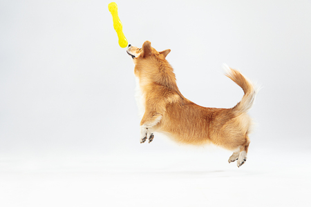 Flight for the treat. Welsh corgi pembroke puppy in motion. Cute fluffy doggy or pet is playing isolated on white background. Studio photoshot. Negative space to insert your text or image.の写真素材