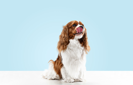 Spaniel puppy playing in studio. Cute doggy or pet is sitting isolated on blue background. The Cavalier King Charles. Negative space to insert your text or image. Concept of movement, animal rights.の写真素材