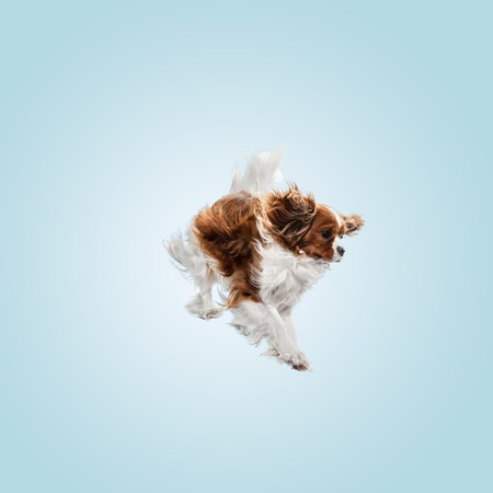 Spaniel puppy playing in studio. Cute doggy or pet is jumping isolated on blue background. The Cavalier King Charles. Negative space to insert your text or image. Concept of movement, animal rights.の写真素材