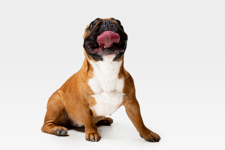 Young French Bulldog is posing.の写真素材