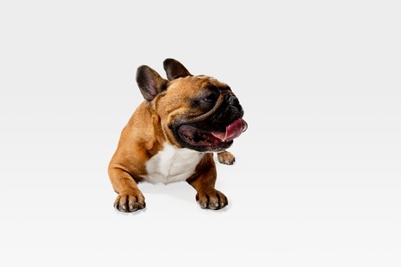 Young French Bulldog is posing. Cute white-braun doggy or pet is playing and looking happy isolated on white background. Studio photoshot. Concept of motion, movement, action. Negative space.の写真素材