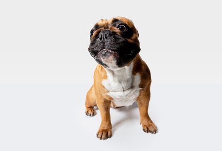 Young French Bulldog is posing. Cute white-braun doggy or pet is playing and looking happy isolated on white background. Studio photoshot. Concept of motion, movement, action. Negative space.の写真素材