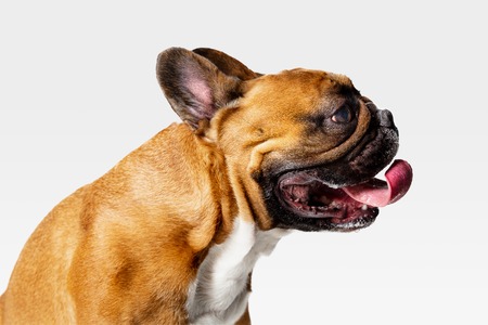 Young French Bulldog is posing. Cute white-braun doggy or pet is playing and looking happy isolated...