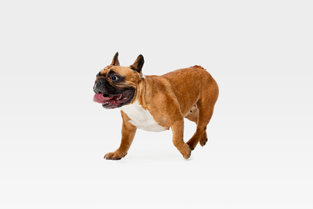 Young French Bulldog is posing. Cute white-braun doggy or pet is playing, running and looking happy isolated on white background. Studio photoshot. Concept of motion, movement, action. Negative space.の写真素材