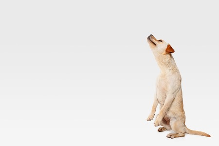 Labrador young dog is posing. Cute white-braun doggy or pet is playin and looking happy isolated on white background. Studio photoshot. Concept of motion, movement, action. Negative space.の写真素材