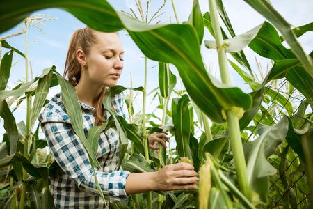 Young farmer working at her garden in sunny day. Woman engaged in the cultivation of eco friendly products. Concept of farming, agriculture, healthy lifestyle, growing natural nutrition by its own.の写真素材