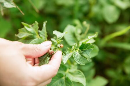 Close up of green plants and human hand holding it. Concept of farming, agriculture, healthy lifestyle, growing natural nutrition by its own. People engaged in the cultivation of eco friendly products.の写真素材