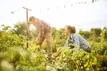 Young and happy farmers couple at their garden in sunny day. Man and woman engaged in the cultivation of eco friendly products. Concept of farming, agriculture, healthy lifestyle, family occupation.の写真素材