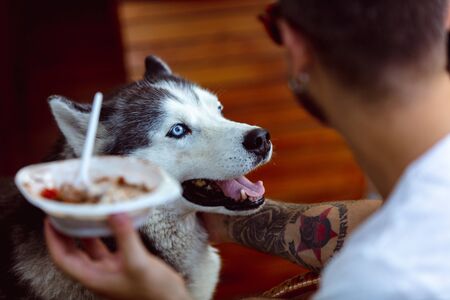Young man and his dog at barbecue dinner on sunset time. Having meal outdoor in a forest glade or in backyard. Celebrating, relaxing. Summer lifestyle, food, resting, holidays, weekend, pet concept.の写真素材