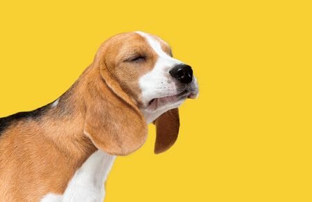 Beagle tricolor puppy is posing. Cute white-braun-black doggy or pet is playing on yellow...