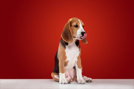 Beagle tricolor puppy is posing. Cute white-braun-black doggy or pet is sitting on red background. Looks attented and sad. Studio photoshot. Concept of motion, movement, action. Negative space.の写真素材