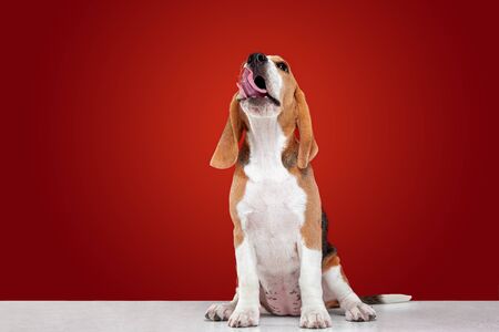 Beagle tricolor puppy is posing. Cute white-braun-black doggy or pet is playing on red background. Looks attented and playful. Studio photoshot. Concept of motion, movement, action. Negative space.の写真素材