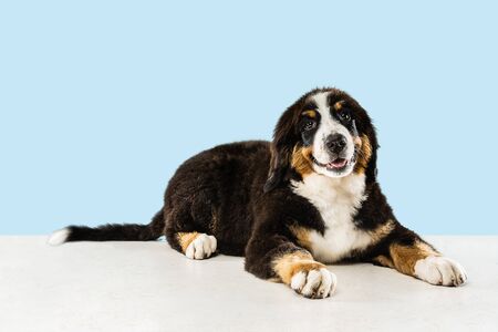 Berner sennenhund puppy posing. Cute white-braun-black doggy or pet is playing on blue background. Looks attented and playful. Studio photoshot. Concept of motion, movement, action. Negative space.の写真素材