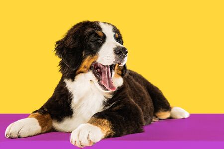 Berner sennenhund puppy posing. Cute white-braun-black doggy or pet is playing on yellow background. Looks attented and playful. Studio photoshot. Concept of motion, movement, action. Negative space.の写真素材