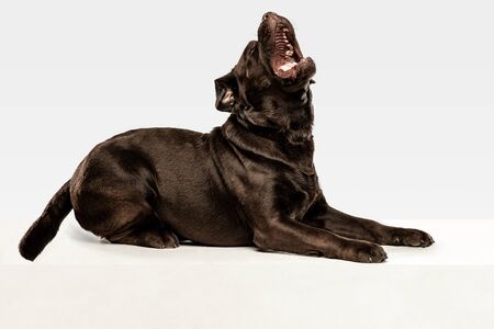 Tired after a good walk. Chocolate labrador retriever dog sits and yawn in the studio. Indoor shot...