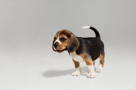 Beagle tricolor puppy is posing. Cute white-braun-black doggy or pet is playing on white background. Looks attented and playful. Studio photoshot. Concept of motion, movement, action. Negative space.の写真素材