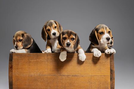 Beagle tricolor puppies are posing in wooden box. Cute doggies or pets playing on grey background. Look attented and playful. Studio photoshot. Concept of motion, movement, action. Negative space.の写真素材