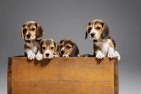 Beagle tricolor puppies are posing in wooden box. Cute doggies or pets playing on grey background. Look attented and playful. Studio photoshot. Concept of motion, movement, action. Negative space.の写真素材