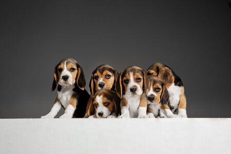 Beagle tricolor puppies are posing. Cute white-braun-black doggies or pets playing on grey background. Look attented and playful. Studio photoshot. Concept of motion, movement, action. Negative space.の写真素材