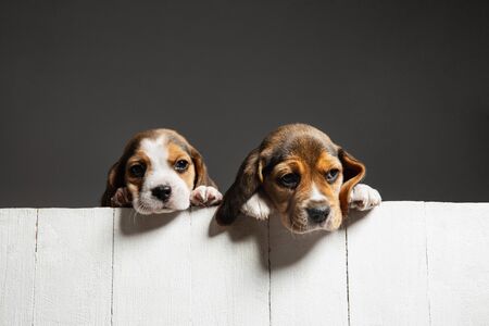 Beagle tricolor puppies are posing. Cute white-braun-black doggies or pets playing on grey background. Look attented and playful. Studio photoshot. Concept of motion, movement, action. Negative space.の写真素材