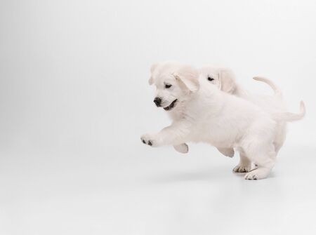 Best friend. English cream golden retrievers posing. Cute playful doggies or purebred pets looks...