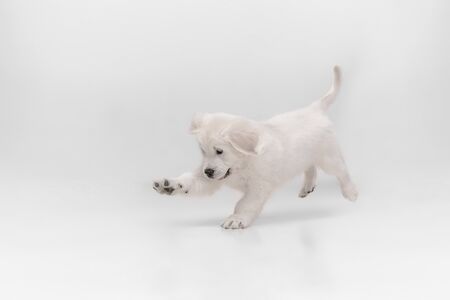 Catching. English cream golden retriever playing. Cute playful doggy or purebred pet looks cute isolated on white background. Concept of motion, action, movement, dogs and pets love. Copyspace.の写真素材