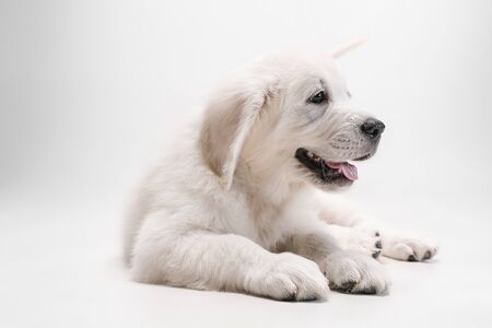Best friend. English cream golden retriever playing. Cute playful doggy or purebred pet looks cute...
