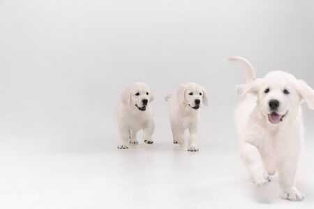 English cream golden retrievers posing. Cute playful doggies or purebred pets looks playful and cute isolated on white background. Concept of motion, action, movement, dogs and pets love. Copyspace.の写真素材