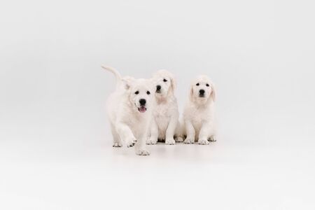 English cream golden retrievers posing. Cute playful doggies or purebred pets looks playful and cute...