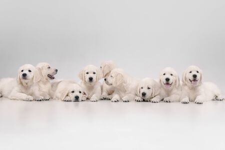 Big family. English cream golden retrievers posing. Cute playful doggies or purebred pets looks cute isolated on white background. Concept of motion, action, movement, dogs and pets love. Copyspace.の写真素材
