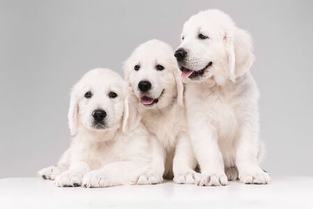 English cream golden retrievers posing. Cute playful doggies or purebred pets looks playful and cute isolated on white background. Concept of motion, action, movement, dogs and pets love. Copyspace.の写真素材
