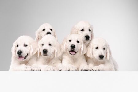 Big family. English cream golden retrievers posing. Cute playful doggies or purebred pets looks cute isolated on white background. Concept of motion, action, movement, dogs and pets love. Copyspace.の写真素材