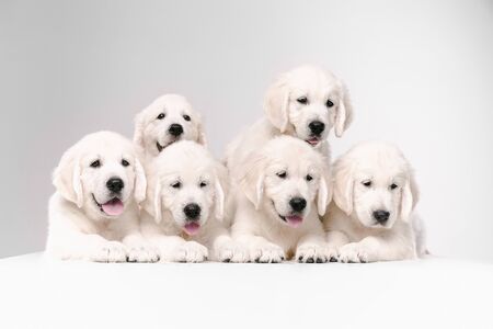 Big family. English cream golden retrievers posing. Cute playful doggies or purebred pets looks cute isolated on white background. Concept of motion, action, movement, dogs and pets love. Copyspace.の写真素材