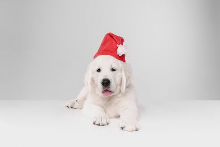 Happy New Year. English cream golden retriever. Cute playful doggy or pet looks cute on white...