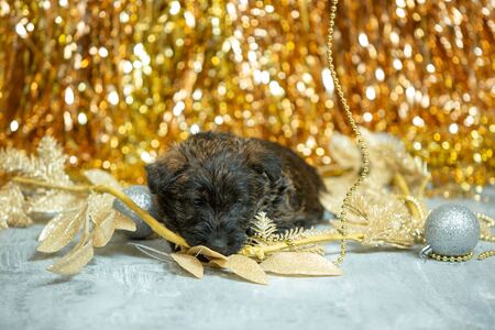 Scottish terrier puppy posing. Cute black doggy or pet playing with Christmas and New Year decoration. Looks cute. Studio photoshot. Concept of holidays, festive time, winter mood. Negative space.の写真素材