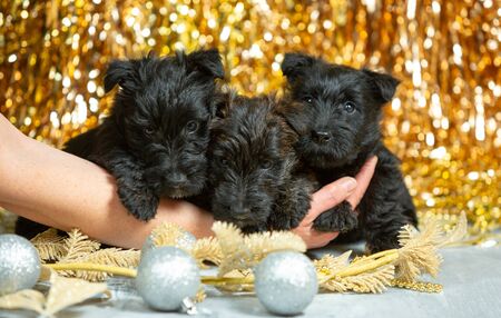 Scottish terrier puppies posing. Cute black doggies or pets playing with Christmas and New Year decoration. Look cute. Studio photoshot. Concept of holidays, festive time, winter mood. Negative space.の写真素材