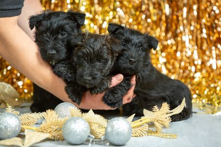 Scottish terrier puppies posing. Cute black doggies or pets playing with Christmas and New Year decoration. Look cute. Studio photoshot. Concept of holidays, festive time, winter mood. Negative space.の写真素材