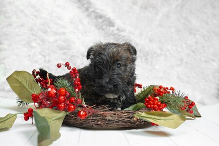 Scottish terrier puppy posing. Cute black doggy or pet playing with Christmas and New Year decoration. Looks cute. Studio photoshot. Concept of holidays, festive time, winter mood. Negative space.の写真素材
