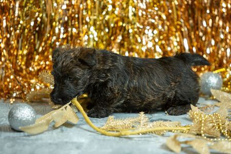 Scottish terrier puppy posing. Cute black doggy or pet playing with Christmas and New Year decoration. Looks cute. Studio photoshot. Concept of holidays, festive time, winter mood. Negative space.の写真素材