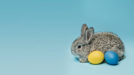 Egg hunt is coming. Adorable Easter bunny near by painted eggs isolated on blue studio background, flyer for your ad. Greeting card with copyspace. Concept of holidays, spring, celebrating.の写真素材