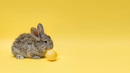 Egg hunt is coming. Adorable Easter bunny near by painted eggs isolated on yellow studio background, flyer for your ad. Greeting card with copyspace. Concept of holidays, spring, celebrating.の写真素材