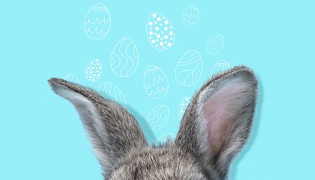 Adorable Easter bunny isolated on blue studio background, flyer for your ad. Cute ears of hidden animal with painted eggs. Greeting card. Concept of holidays, spring, celebrating. Modern design.の写真素材