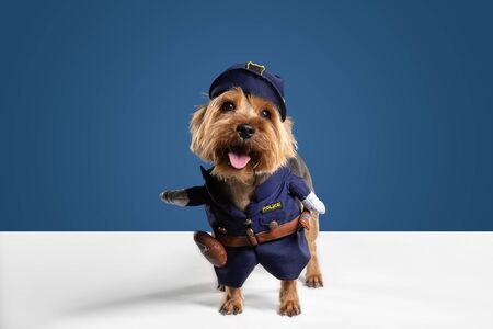 Policeman, inspector. Yorkshire terrier dog is posing. Cute playful brown black doggy or pet playing on blue studio background. Concept of motion, action, movement, pets love. Looks delighted, funny.の写真素材