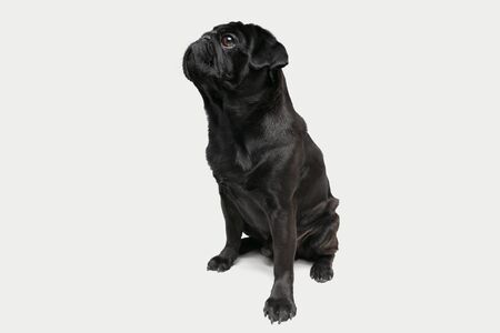 Pug-dog companion is posing. Cute playful black doggy or pet playing isolated on white studio background. Concept of motion, action, movement, pets love. Looks happy, delighted, funny.の写真素材