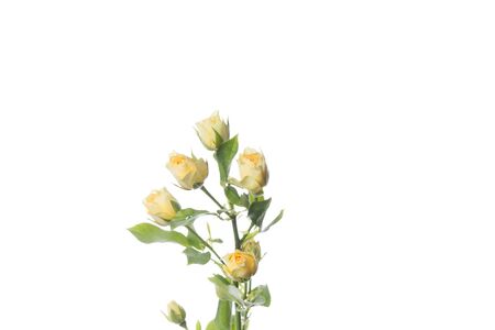 Tender yellow rose Bandolero. Close up beautiful flower isolated on white studio background. Design elements for cutting. Blooming, spring, summertime, tender leaves and petals. Copyspace.の写真素材