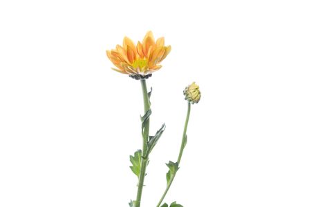 Chrysanthemum stargazer orange. Close up beautiful flower isolated on white studio background. Design elements for cutting. Blooming, spring, summertime, tender leaves and petals. Copyspace.の写真素材